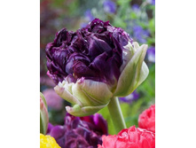 217,25���. ������� ��� �� - ���������� (�������� ���� �� 2 ��., ����������� ����� 1��.).jpg