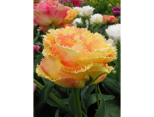 38,69���. ������� ���� ��� ���� (�������� ���� �� 7 ��., ����������� ����� 1��.).jpg