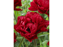 20,16���. ������� ������ (��� 10 ��. ���������� ������ 5��.).jpg