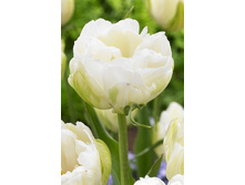 13,87���. ������� ����� ���� (��� 10 ��. ���������� ������ 5��.).jpg