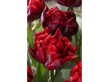 15,75���. ������� ��� �������� (��� 10 ��. ���������� ������ 5��.).jpg