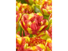 17,64���. ������� ��������� (��� 10 ��. ���������� ������ 5��.).jpg