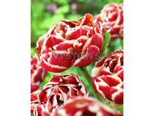 20,16���. ������� �������� (��� 10 ��. ���������� ������ 5��.).jpg