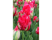 20,79���. ������� ���� ������ ���� (��� 10 ��. ���������� ������ 5��.).jpg