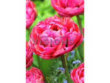 21,67���. ������� �������� ����� (��� 10 ��. ���������� ������ 5��.).jpg