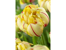 26,45���. ������� ���� ������  (�������� ���� �� 10 ��., ����������� ����� 1��.).jpg