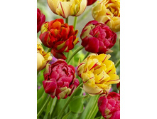 26,88���. ������� ���� ���� (���������� ������ ������ ���������� �� 6��.).jpg