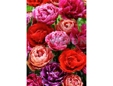 29,6���. ������� �������� ���� ���� (���������� ������ ������ ���������� �� 10��.).jpg