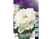 39,31���. ������� �������� (�������� ���� �� 7 ��., ����������� ����� 1��.).jpg