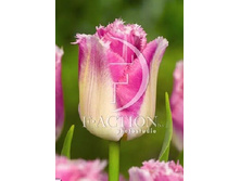 14,5���. ������� ����� (��� 10 ��. ���������� ������ 5��.).jpg