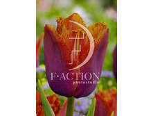 14,5���. ������� ���� ����� (��� 10 ��. ���������� ������ 5��.).jpg