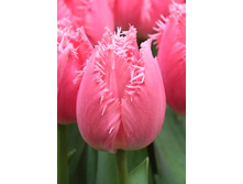 15,13���. ������� �������� (��� 10 ��. ���������� ������ 5��.).jpg