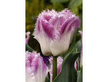 17,01���. ������� ������ (��� 10 ��. ���������� ������ 5��.).jpg