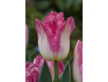 18,27���. ������� ���� (��� 10 ��. ���������� ������ 5��.).jpg