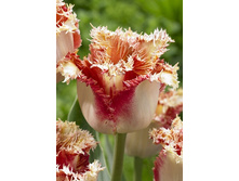 31,49���. ������� ������� (�������� ���� �� 10 ��., ����������� ����� 1��.).jpg