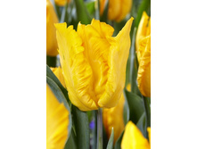 11,35���. ������� ���� ������ (��� 10 ��. ���������� ������ 5��.).jpg