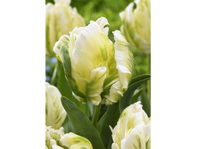 12,61���. ������� ������� (��� 10 ��. ���������� ������ 5��.).jpg