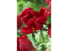 12,61���. ������� ������ (��� 10 ��. ���������� ������ 5��.).jpg