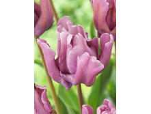 13,87���. ������� ������ ���� (��� 10 ��. ���������� ������ 5��.).jpg