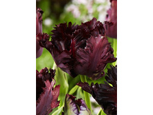 29,89���. ������� ������ ���� (�������� ���� �� 7 ��., ����������� ����� 1��.).jpg