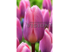 17,01���. ������� ���� ��� ���� (��� 10 ��. ���������� ������ 5��.).jpg