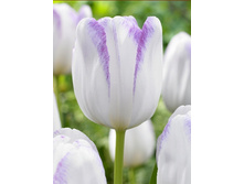 10,09���. ������� ���� (��� 10 ��. ���������� ������ 5��.).jpg