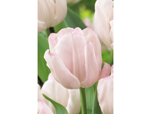 10,47���. ������� ������� (��� 10 ��. ���������� ������ 5��.).jpg