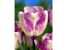 10,97���. ������� ����� (��� 10 ��. ���������� ������ 5��.).jpg