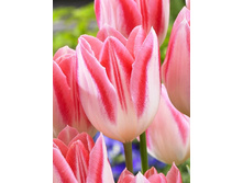 12,99���. ������� ���� ��� (��� 10 ��. ���������� ������ 5��.).jpg