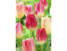 16,38���. ������� ������ �� ������ (��� 10 ��. ���������� ������ 5��.).jpg