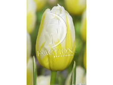 17,01���. ������� ����� ���� (��� 10 ��. ���������� ������ 5��.).jpg