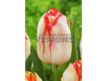 18,27���. ������� �������� (��� 10 ��. ���������� ������ 5��.).jpg