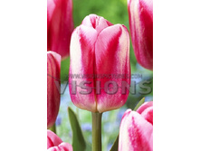 18,27���. ������� ����� (��� 10 ��. ���������� ������ 5��.).jpg