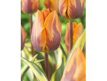 19,53���. ������� ����� �������� (��� 10 ��. ���������� ������ 5��.).jpg