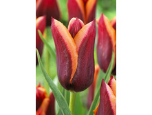 20,44���. ������� ������ (���������� �� ����� �������� �� 7��.).jpg