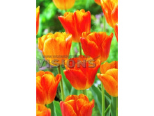 9,84���. ������� ����� (���������� ������ ������ ���������� �� 10 ��.).jpg