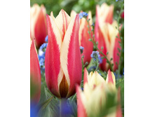 10,09���. ������� ���� (��� 10 ��. ���������� ������ 5��.).jpg