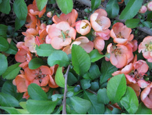 ���� 2009�. ����. 003.jpg