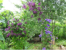 �������� 004.jpg