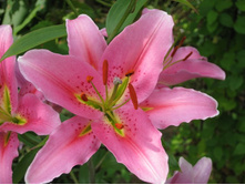 ���. �������.jpg