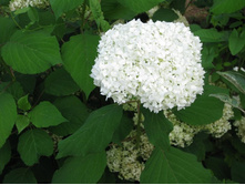 ����� 018.jpg