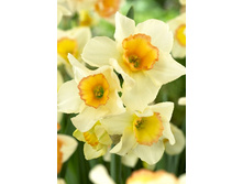 18,98���. ������� ��� (��� 10 ��. ���������� ������ 5��.).jpg