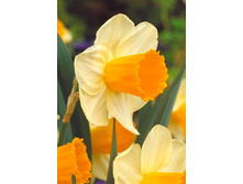 24,41���. ������� �������� ������ (��� 10 ��. ���������� ������ 5��.).jpg