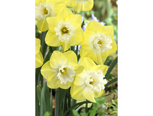 41,67���. ������� ���� ������ (�������� ���� �� 7 ��., ����������� ����� 1��.).jpg