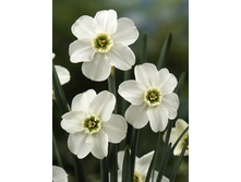 49,5���. ������� ���� ���� (�������� ���� �� 5 ��., ����������� ����� 1��.).jpg