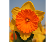 ����� 43,4���. ������� ����� (�������� ���� �� 5 ��., ����������� ����� 1��.).jpg.jpg