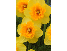 29,44���. ������� ����� (�������� ���� �� 7 ��., ����������� ����� 1��.).jpg