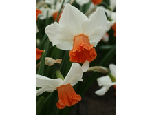 32,84���. ������� ������� ���� (�������� ���� �� 7 ��., ����������� ����� 1��.).jpg.jpg