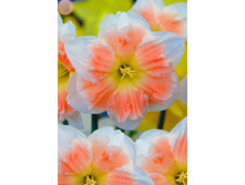 34,87���. ������� ��������� (�������� ���� �� 7 ��., ����������� ����� 1��.).jpg.jpg