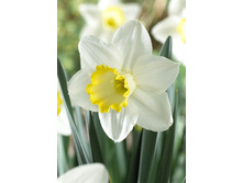 36,24���. ������� ���� ��� (�������� ���� �� 7 ��., ����������� ����� 1��.).jpg.jpg